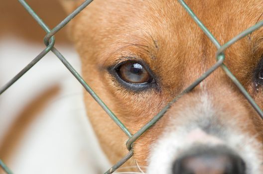 Dog Action Welfare Group forced to 'close its doors until further notice'
