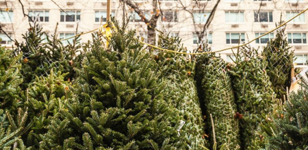 Ikea are doing the BEST deal on REAL Christmas trees right now