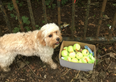 An adorable tennis ball tribute to a dog that passed away has absolutely broken us