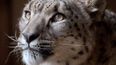 Snow leopard shot dead after escaping from England zoo enclosure
