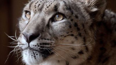 Snow leopard shot dead after escaping from England zoo enclosure