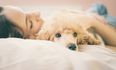 According to science, it’s better to sleep next to a dog than a man