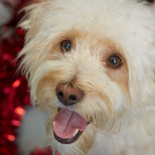 Apparently mince pies are potentially lethal to doggos, and we never knew