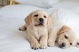 Dog years are not a thing and your puppy is actually middle aged, claims study