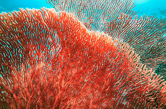 Pantone’s 2019 colour of the year has finally been revealed