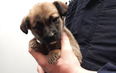 Neglected puppies found abandoned under rubbish pile in Longford