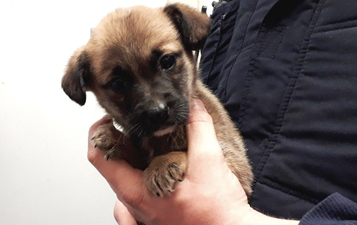 Neglected puppies found abandoned under rubbish pile in Longford