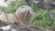 Be thankful your life isn’t as bad as this seal with an eel stuck up its nose
