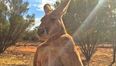 A famous 6ft 7 Australian kangaroo has passed away at the age of 12