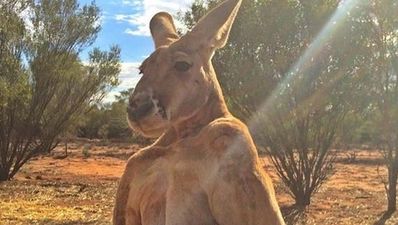 A famous 6ft 7 Australian kangaroo has passed away at the age of 12