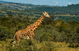 Two subspecies of giraffe are now in ‘critical’ danger of extinction