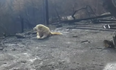 Dog waits for owner for one month in spot where their house burned down