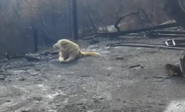Dog waits for owner for one month in spot where their house burned down