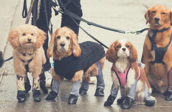 Dog leggings exist and they are just as wonderful as we could have imagined