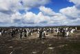 This picturesque island full of penguins is for sale – and you could probably afford it