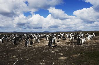 This picturesque island full of penguins is for sale – and you could probably afford it