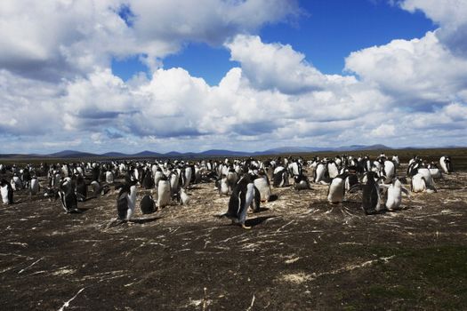 This picturesque island full of penguins is for sale - and you could probably afford it