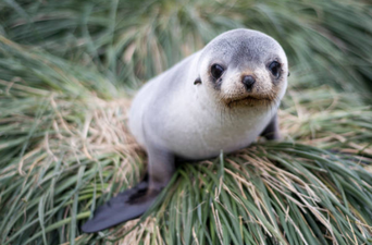 Six baby seals found decapitated in New Zealand