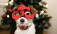 ISPCA issues warning about putting pets in costumes over the festive period