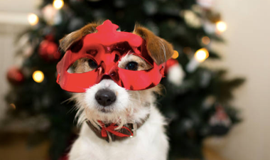 ISPCA issues warning about putting pets in costumes over the festive period