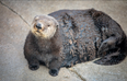 Plus size otter in a California aquarium sparks ‘body pawsitivity’ debate
