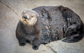 Plus size otter in a California aquarium sparks ‘body pawsitivity’ debate