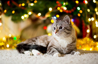 This could be the reason why you’re not feeling all *Christmassy* yet