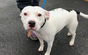 This CCTV footage of a dog being abandoned on the roadside at Christmas is hard to watch