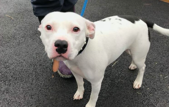 This CCTV footage of a dog being abandoned on the roadside at Christmas is hard to watch