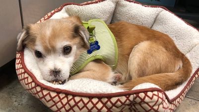 Sniffles the ‘noseless’ dog is looking for a forever home in the New Year