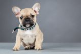 These were the 10 most popular DOG names last year