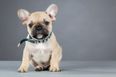 These were the 10 most popular DOG names last year