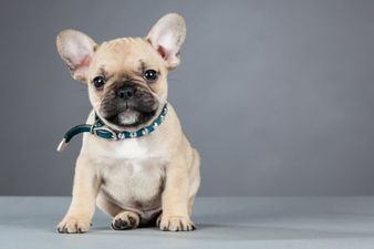 These were the 10 most popular DOG names last year