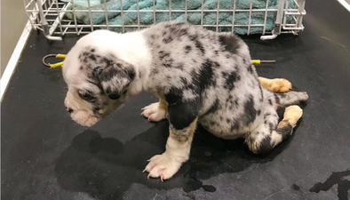 Five-week-old puppy dies after being abandoned in alley on Christmas Day