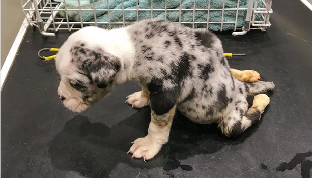 Five-week-old puppy dies after being abandoned in alley on Christmas Day