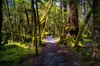 Monaghan woman dies in tragic incident in New Zealand