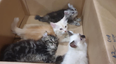 Large bulge in man’s trousers turns out to be four smuggled kittens