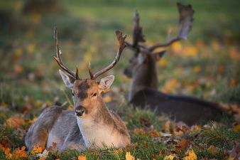 34 deer killed in Phoenix Park today in cull by park rangers