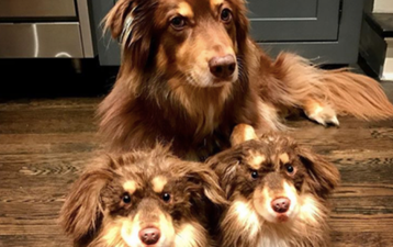 You can now get slippers made that look EXACTLY like your dog