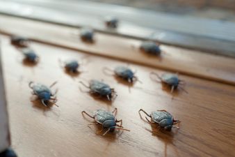 Important: you can name a cockroach after your ex this Valentine’s Day