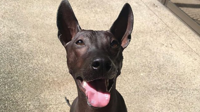 People think this rare dog is actually a statue after these pictures were posted online