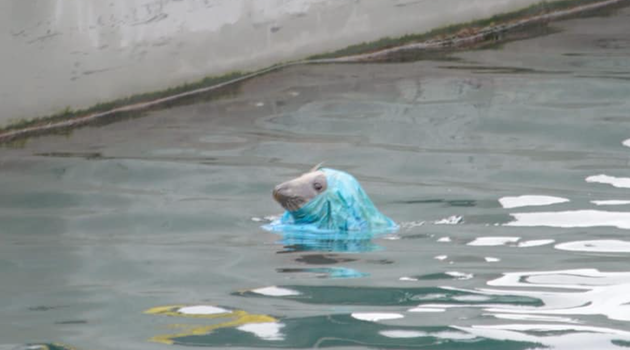 Upsetting image of seal struggling sparks calls for complete ban on plastic bags