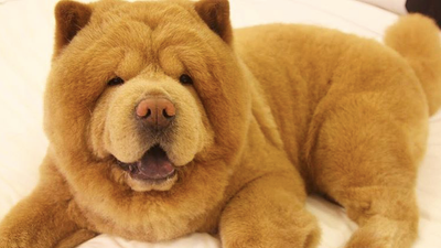 Cuteness overload! This might just be the flooof-iest dog you ever did see