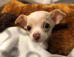 Small but mighty: 1lb puppy survived after being dropped in mid air by a hawk