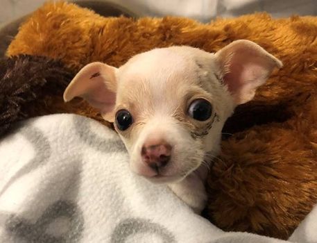 Small but mighty: 1lb puppy survived after being dropped in mid air by a hawk