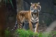 According to experts, tigers could become fully extinct in less than a decade