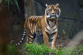 According to experts, tigers could become fully extinct in less than a decade