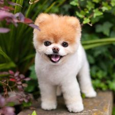 Social media sensation Boo the Pomeranian dies aged 12