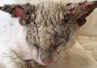 This blind cat revealed the most amazing eyes when he finally opened them