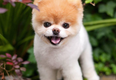 Boo, the ‘world’s cutest dog’, has tragically died from a broken heart